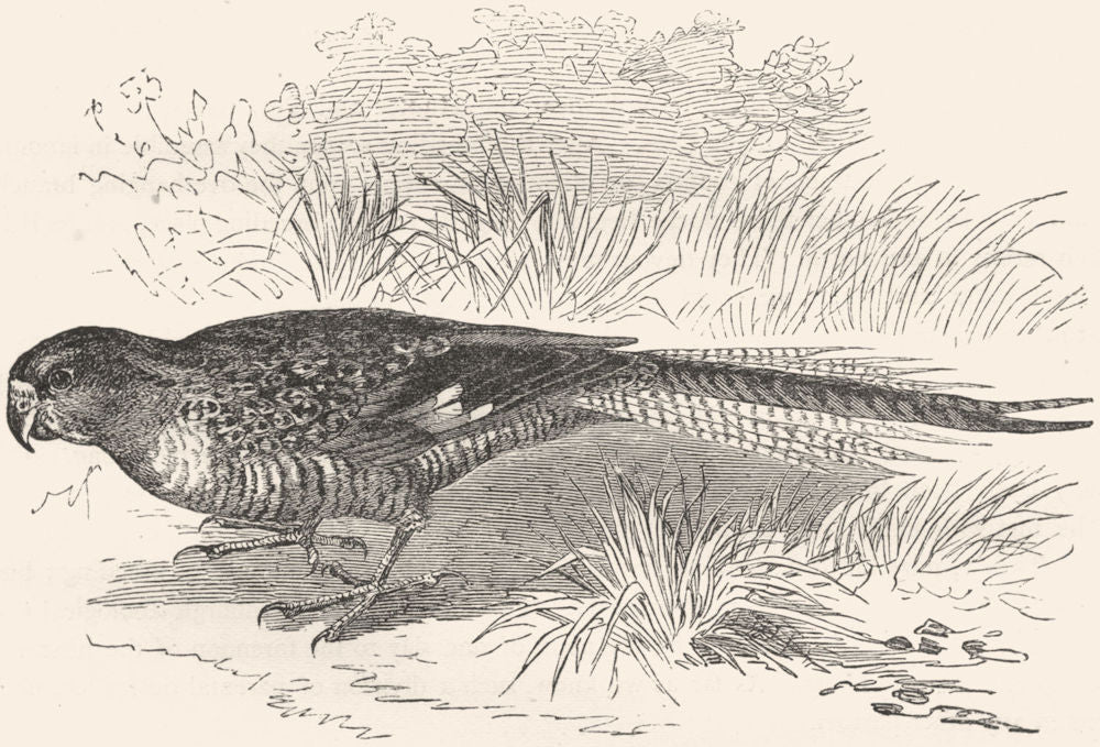 CRACKER. Long-Tailed Parrot, Parrakeet. Ground c1870 old antique print picture